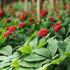 Panax Ginseng